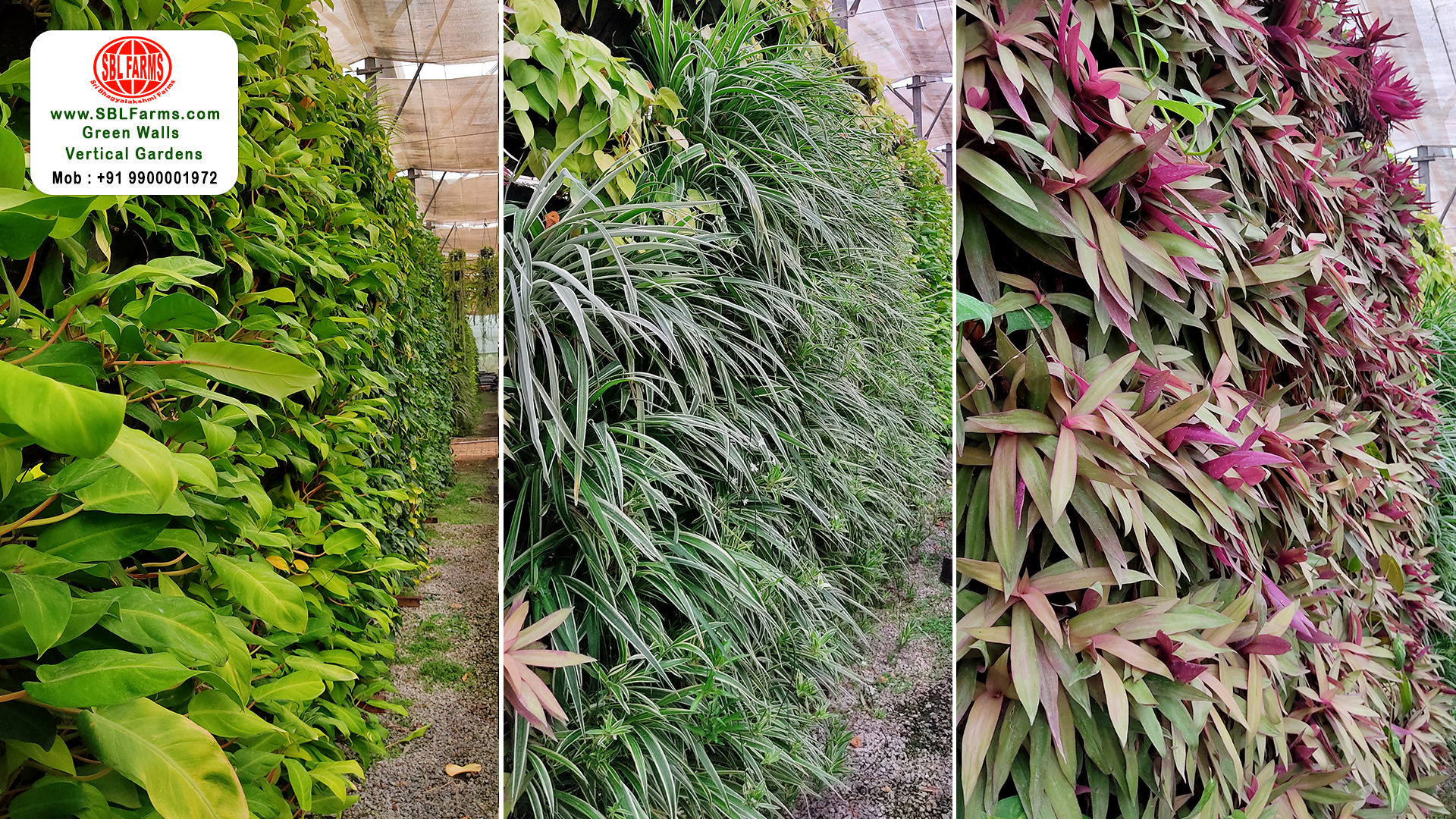 Sbl Farms Green walls and Living walls, Vertical Garden, Bio Curtains,Professionals in Vertical Garden Bangalore